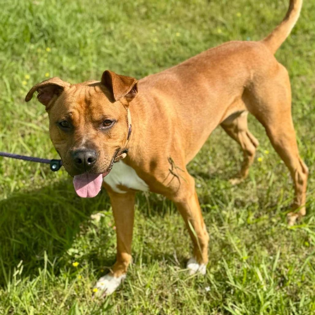 Enlarge Copper, a Adoptable Mixed Breed in Dickinson, TX image 4/6