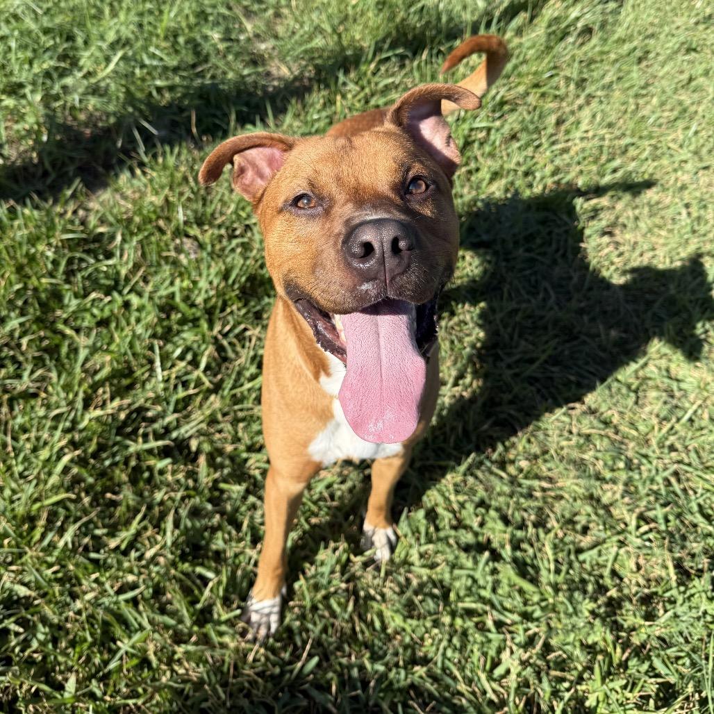 Enlarge Copper, a Adoptable Mixed Breed in Dickinson, TX image 5/6