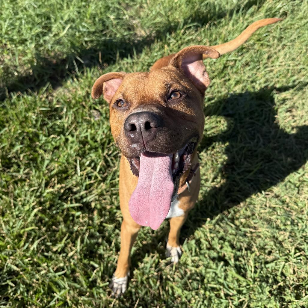 Enlarge Copper, a Adoptable Mixed Breed in Dickinson, TX image 6/6