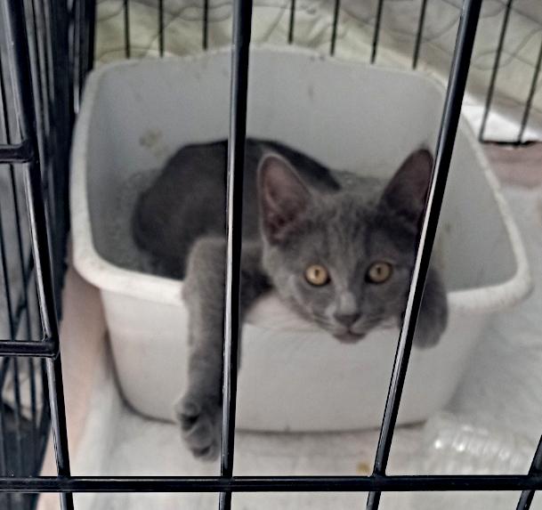 Rocco, Baby Male Domestic Short Hair