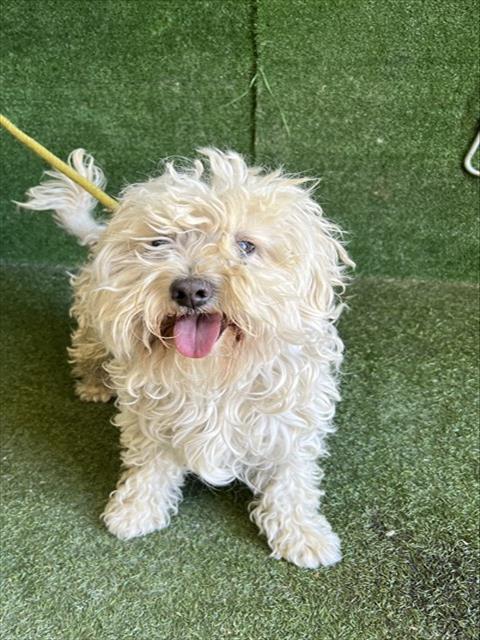 Enlarge PELUCHE, a Adoptable Terrier in Lancaster, CA image 1/1