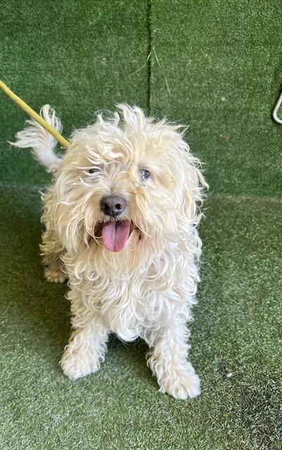 PELUCHE, Adoptable, Adult Male Terrier.