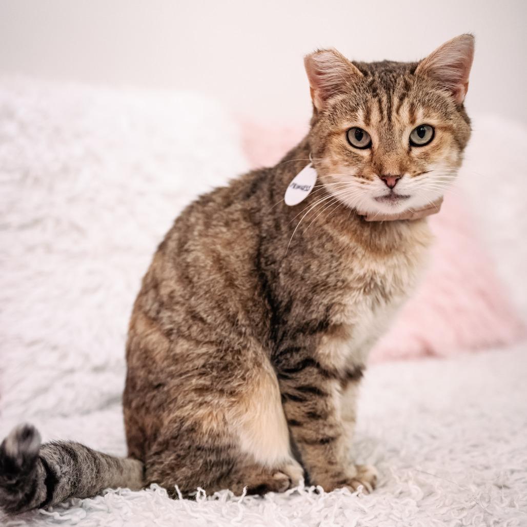 Enlarge Princess, a Adoptable Domestic Short Hair in Fairfax Station, VA image 1/4