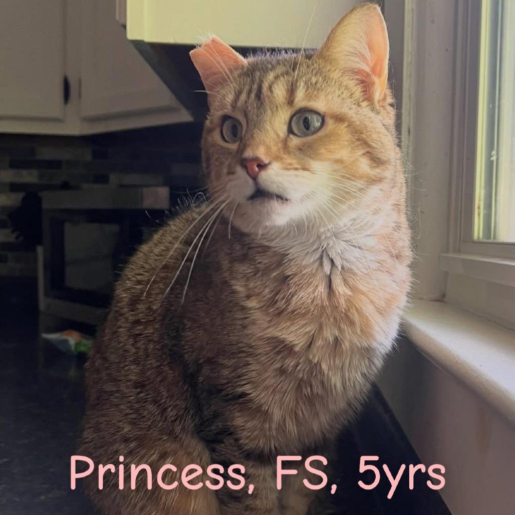 Enlarge Princess, a Adoptable Domestic Short Hair in Fairfax Station, VA image 4/4