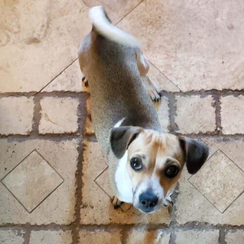 Speedy, Adoptable, Puppy Male Chihuahua & Jack Russell Terrier.