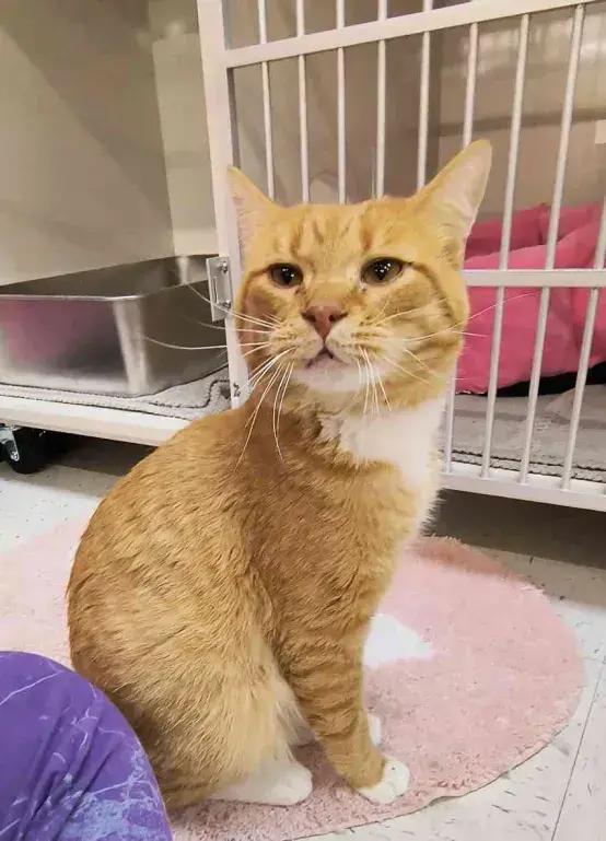 Faramir, Adoptable, Adult Male Domestic Short Hair.