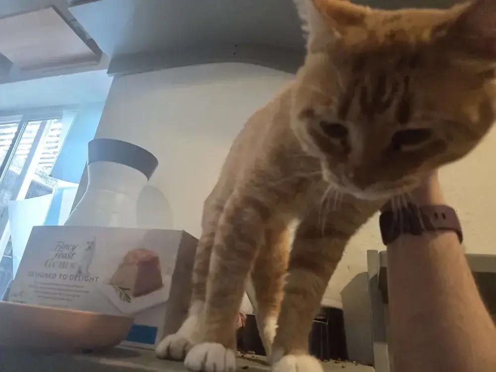 Enlarge Faramir, a Adoptable Domestic Short Hair in Grand Rapids, MI image 1/6