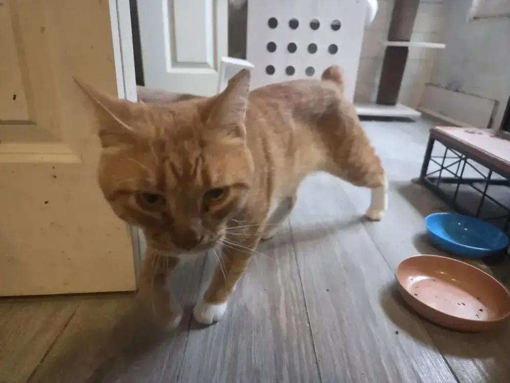 Enlarge Faramir, a Adoptable Domestic Short Hair in Grand Rapids, MI image 2/6