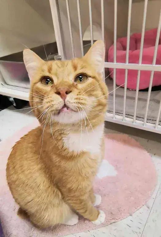 Enlarge Faramir, a Adoptable mixed breed in Grand Rapids, MI image 3/6