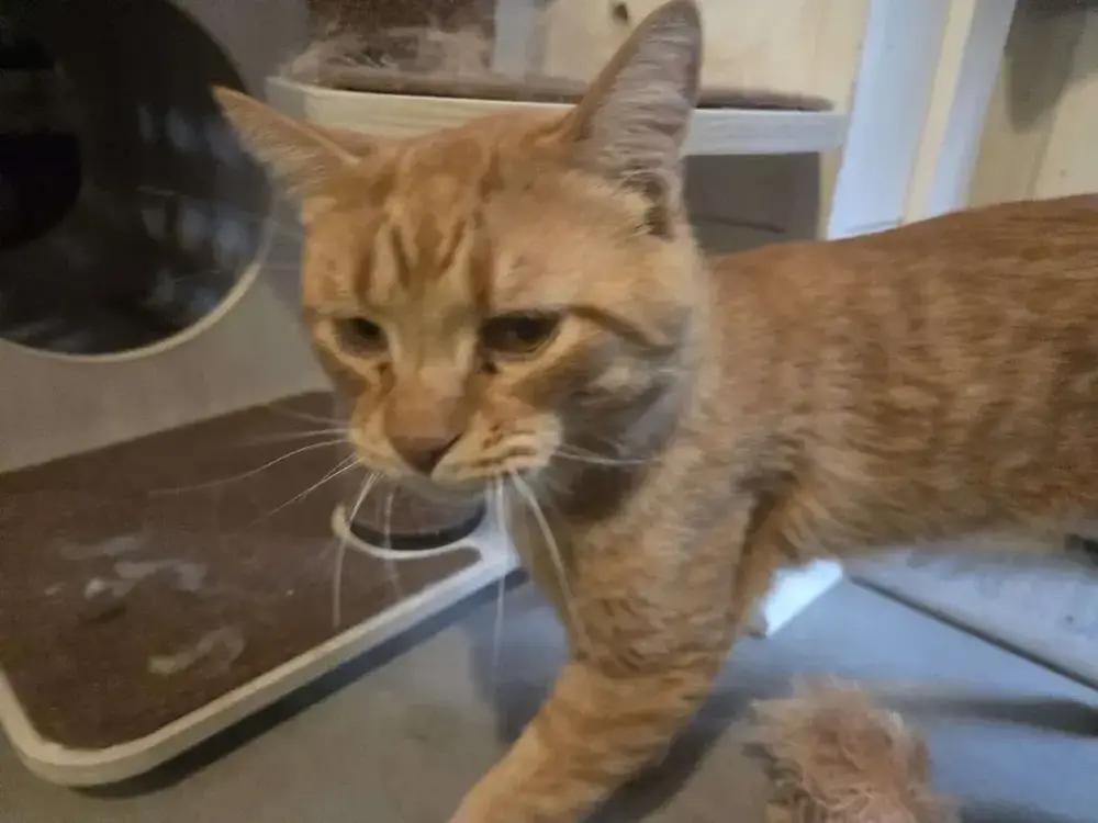 Enlarge Faramir, a Adoptable Domestic Short Hair in Grand Rapids, MI image 3/6