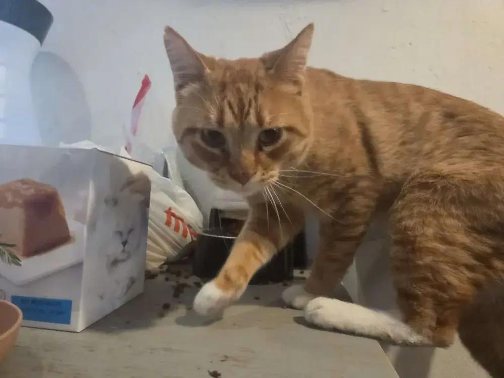 Enlarge Faramir, a Adoptable Domestic Short Hair in Grand Rapids, MI image 5/6