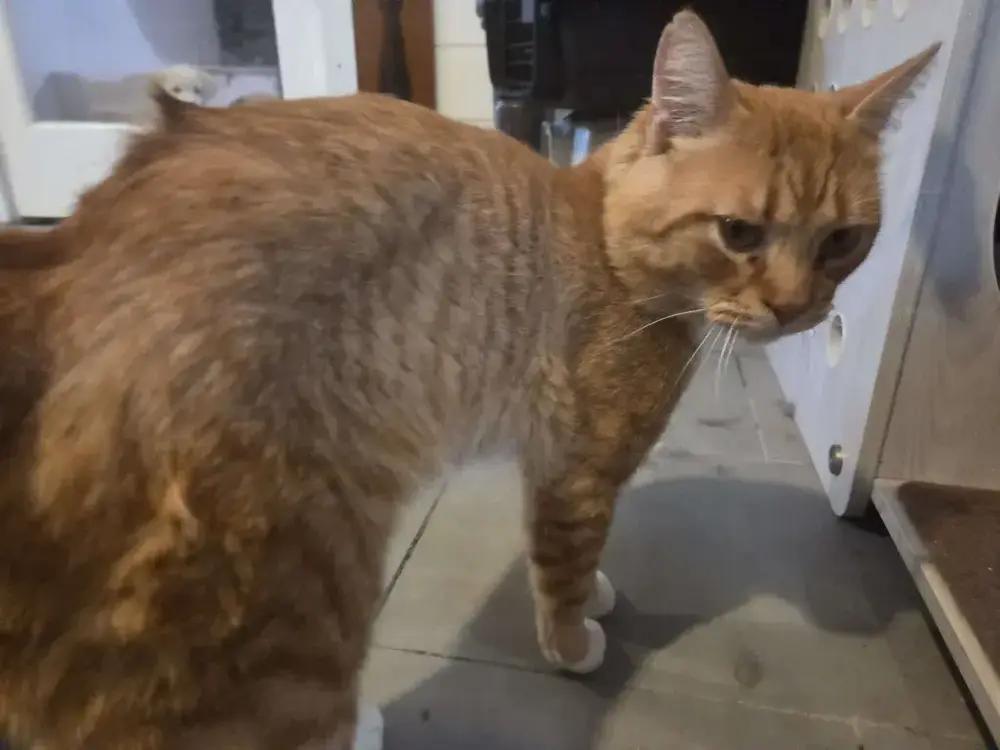 Enlarge Faramir, a Adoptable Domestic Short Hair in Grand Rapids, MI image 6/6