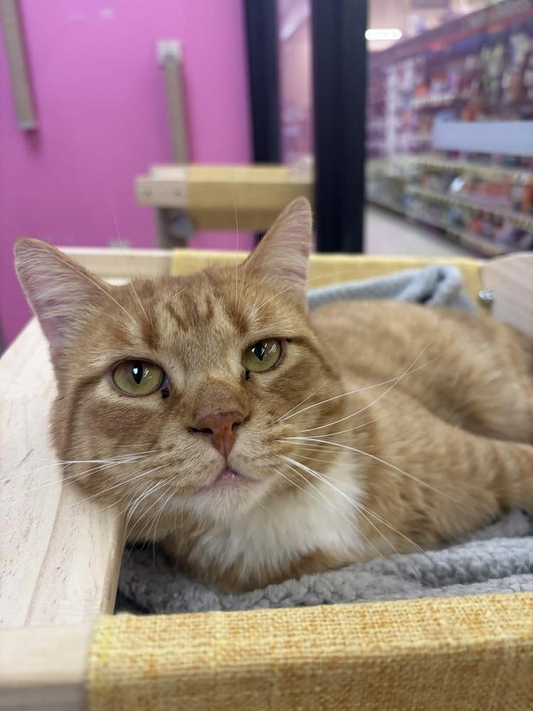 Enlarge Faramir, a Adoptable mixed breed in Grand Rapids, MI image 6/6