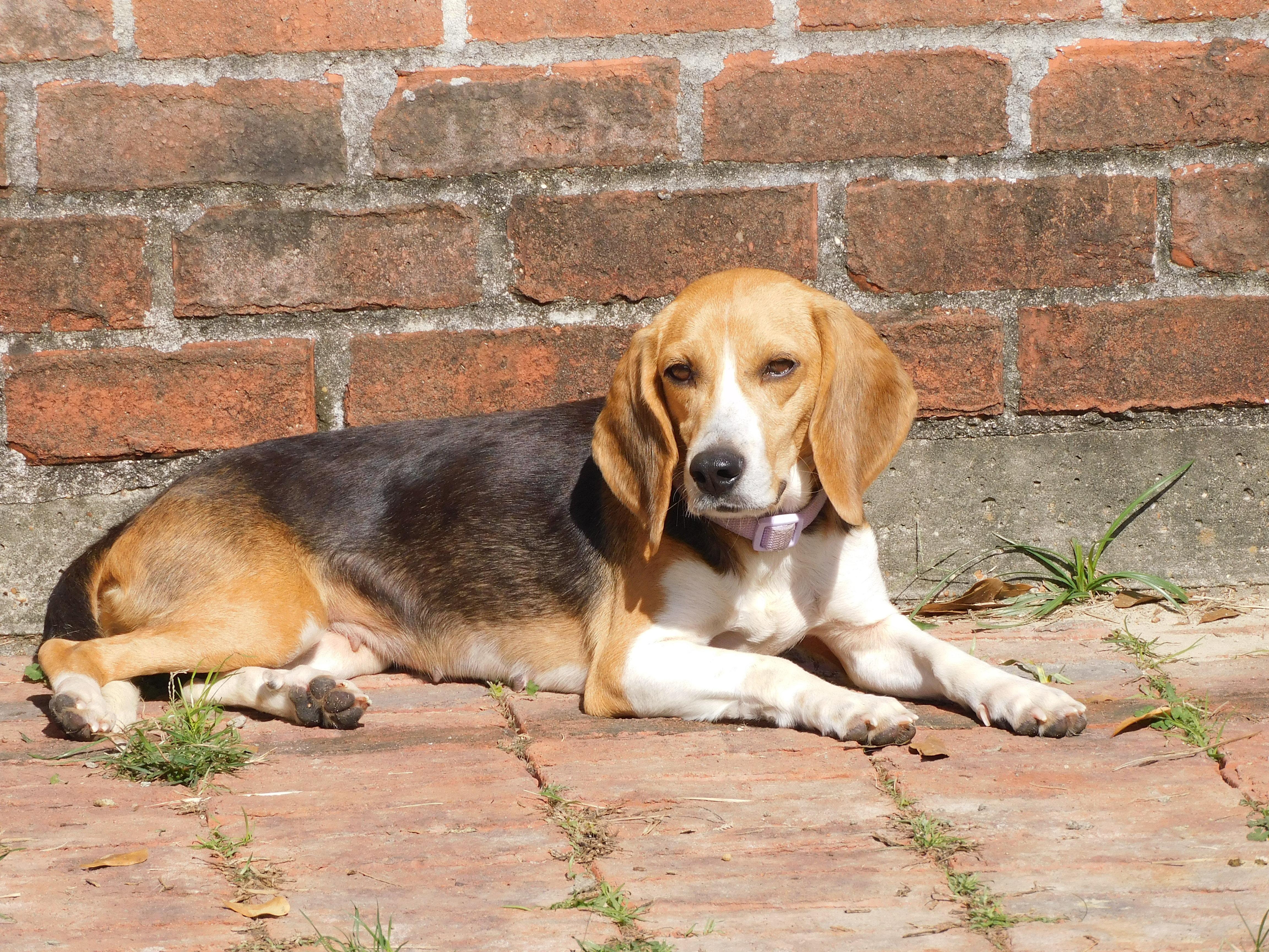 Bagel, ADOPTABLE, Adult Female Beagle.