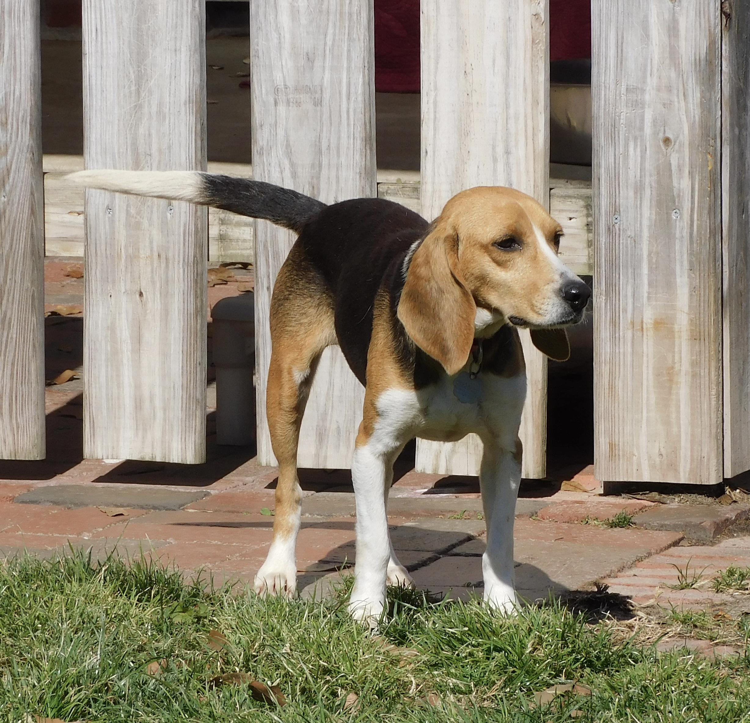 Enlarge Bagel 2, a ADOPTABLE Beagle in Prairieville, LA image 6/6