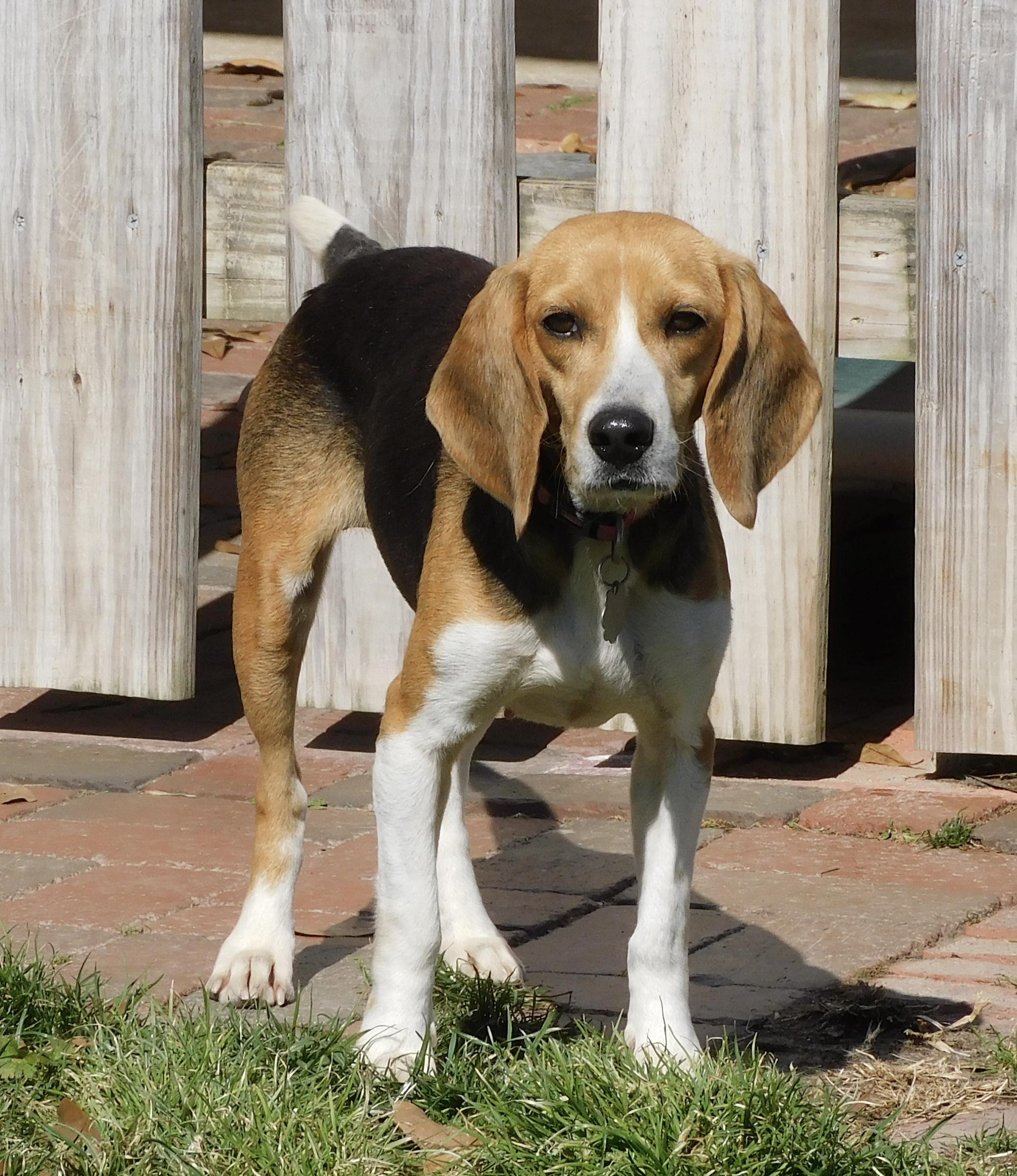 Bagel 2, ADOPTABLE, Adult Female Beagle.