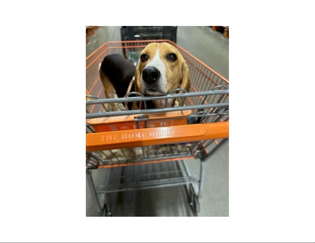 Enlarge Bagel, a ADOPTABLE Beagle in Prairieville, LA image 3/6