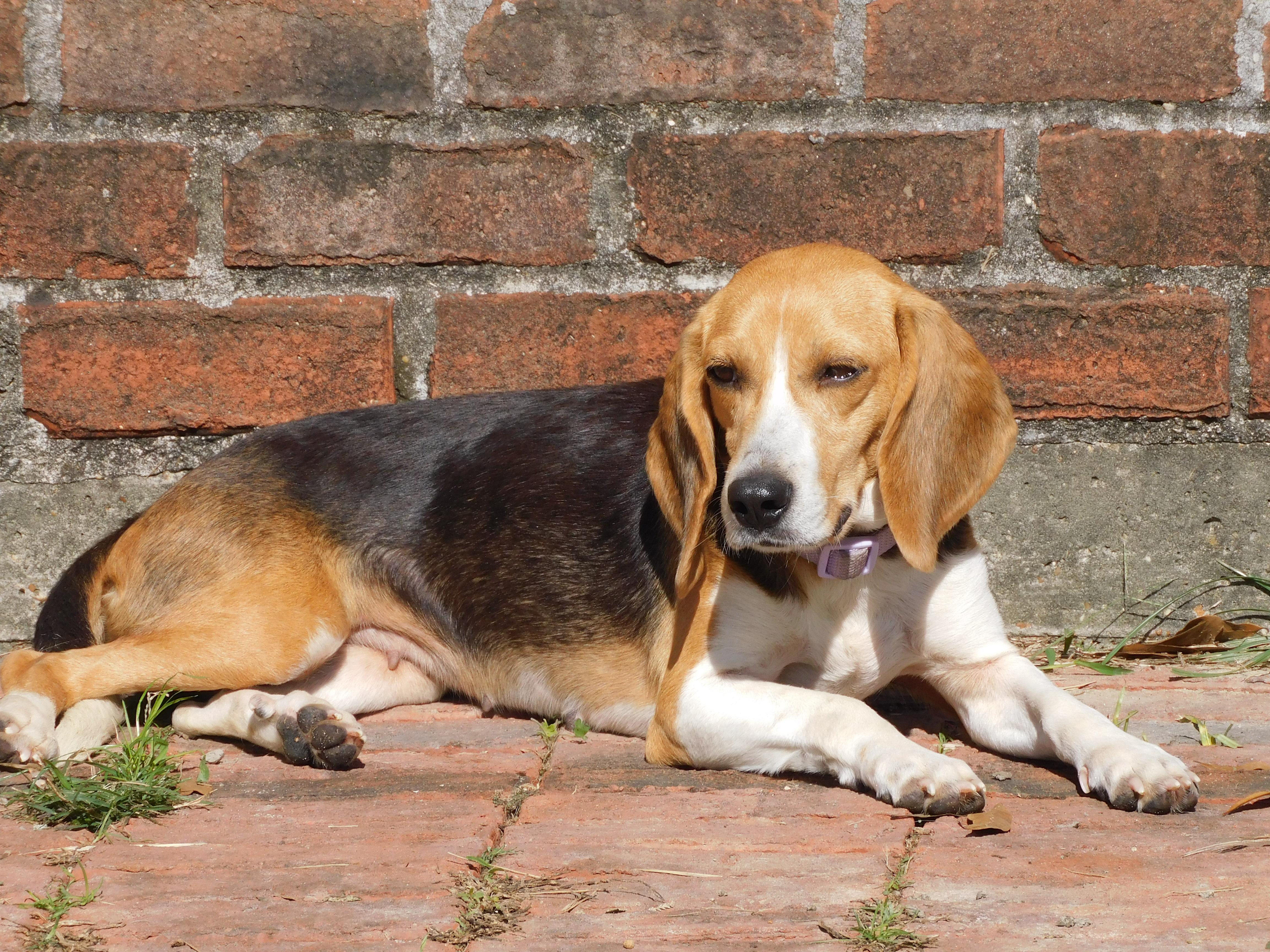 Enlarge Bagel 2, a ADOPTABLE Beagle in Prairieville, LA image 2/6