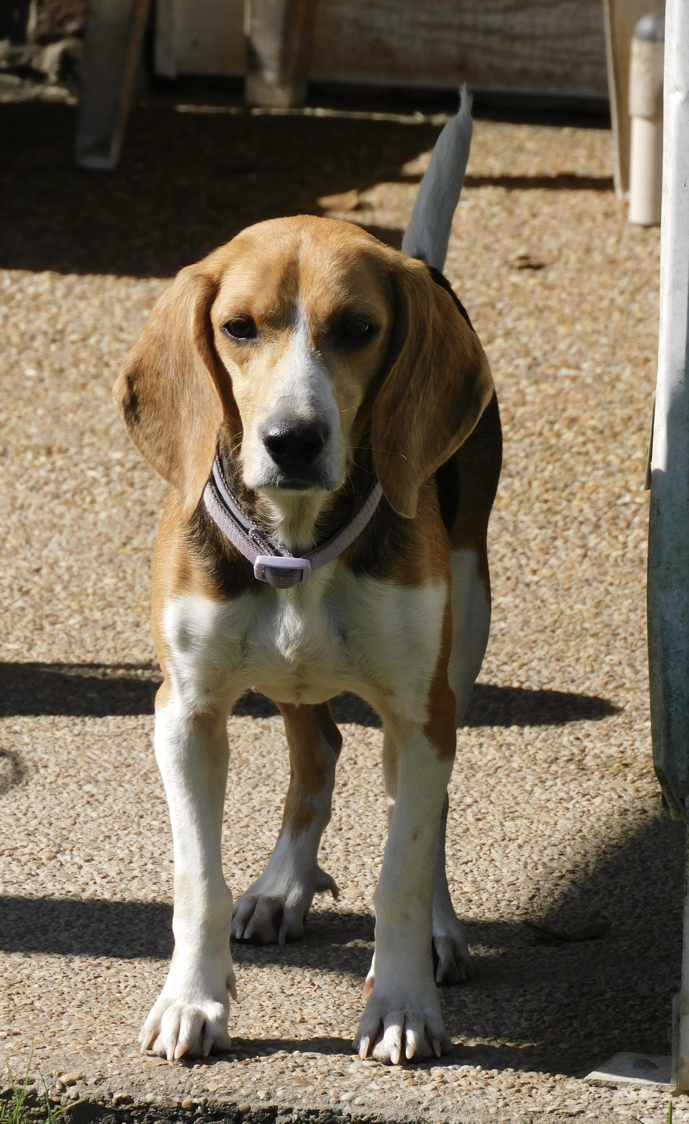 Enlarge Bagel, a ADOPTABLE Beagle in Prairieville, LA image 6/6