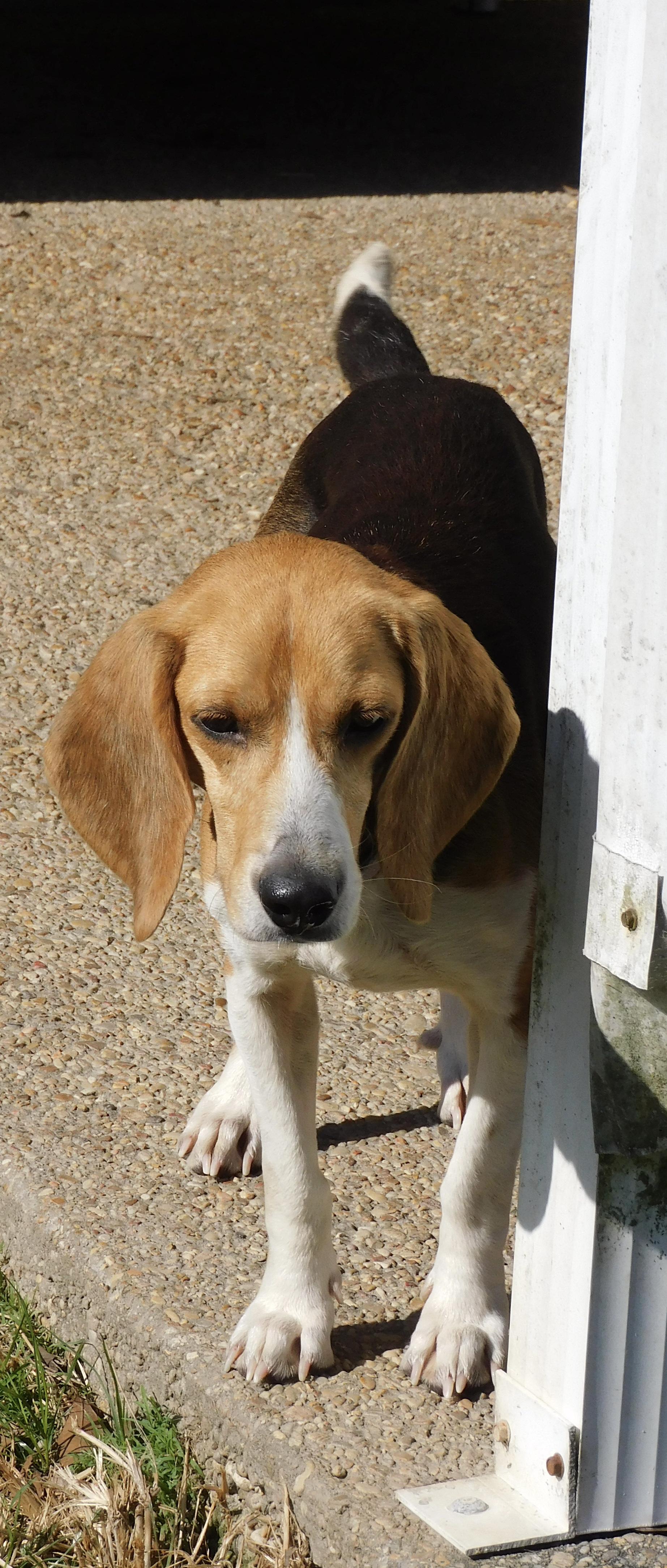 Enlarge Bagel, a ADOPTABLE Beagle in Prairieville, LA image 4/6