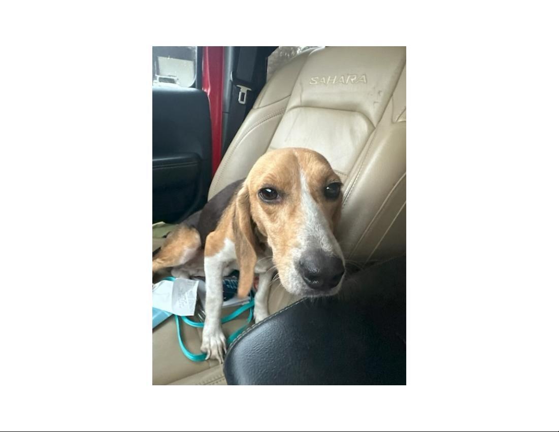 Enlarge Bagel, a ADOPTABLE Beagle in Prairieville, LA image 2/6