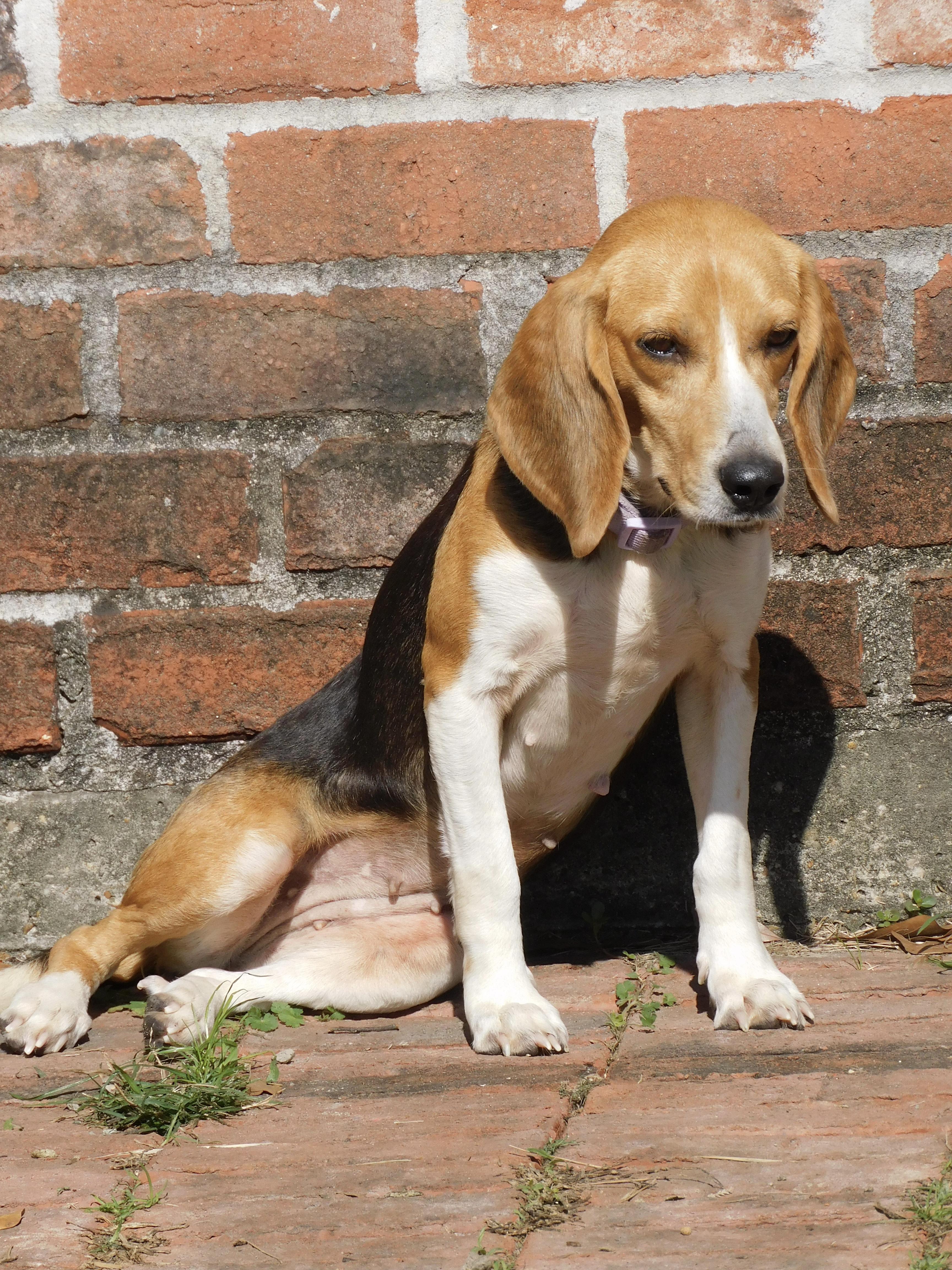 Enlarge Bagel, a ADOPTABLE Beagle in Prairieville, LA image 5/6