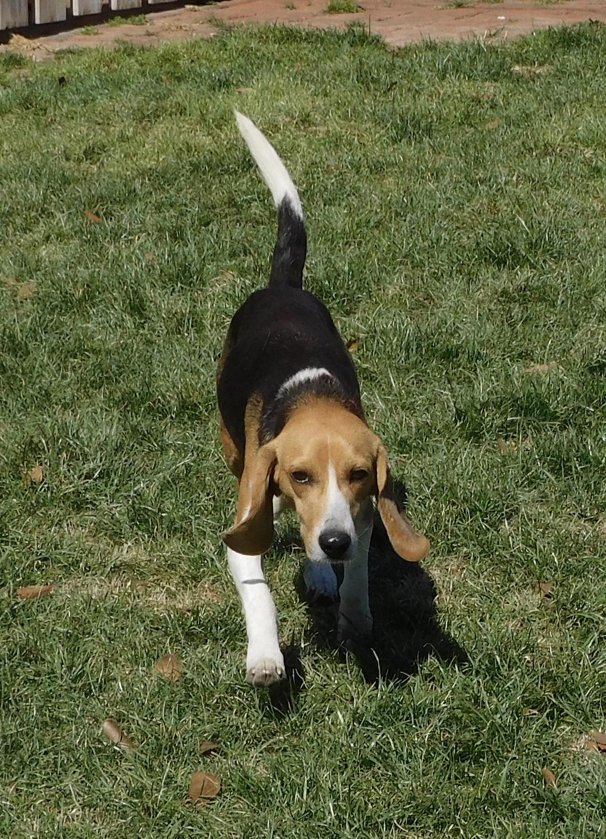 Enlarge Bagel 2, a ADOPTABLE Beagle in Prairieville, LA image 5/6