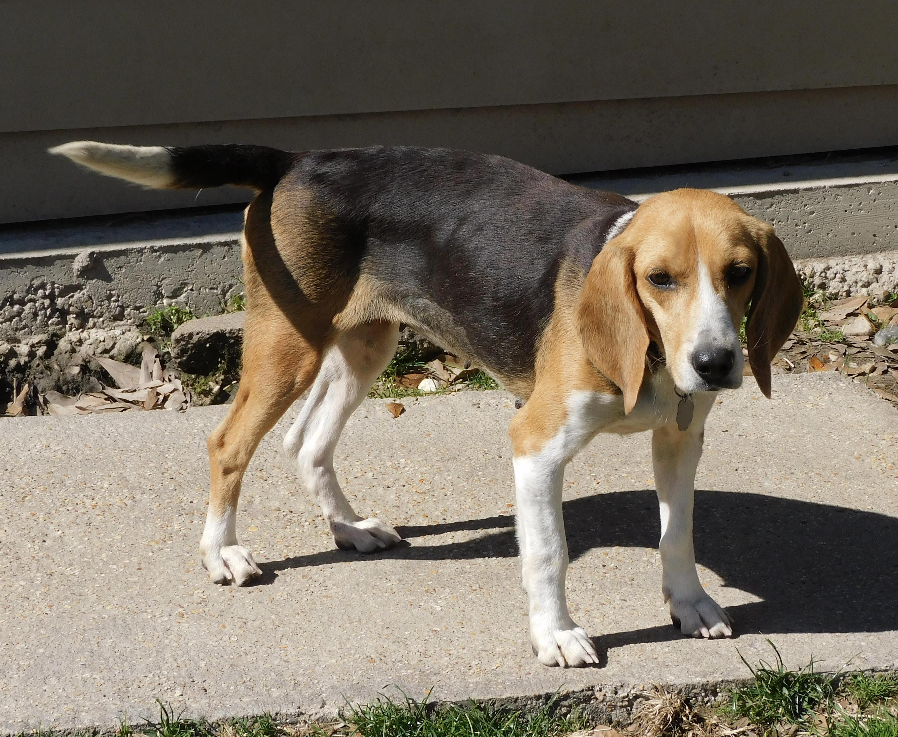 Enlarge Bagel 2, a ADOPTABLE Beagle in Prairieville, LA image 4/6