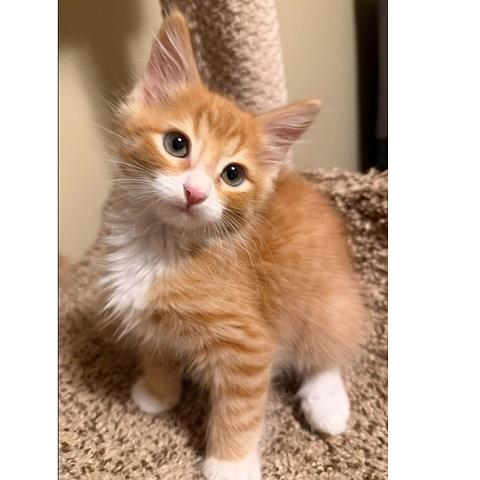 John, Adoptable, Kitten Male Tabby.