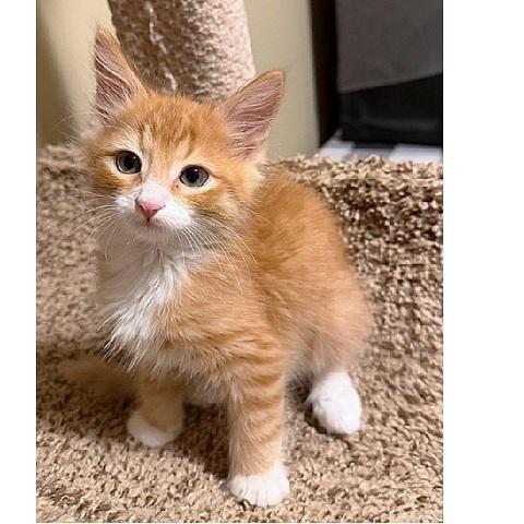 Enlarge John, a Adoptable Tabby in Salt Lake City, UT image 2/3