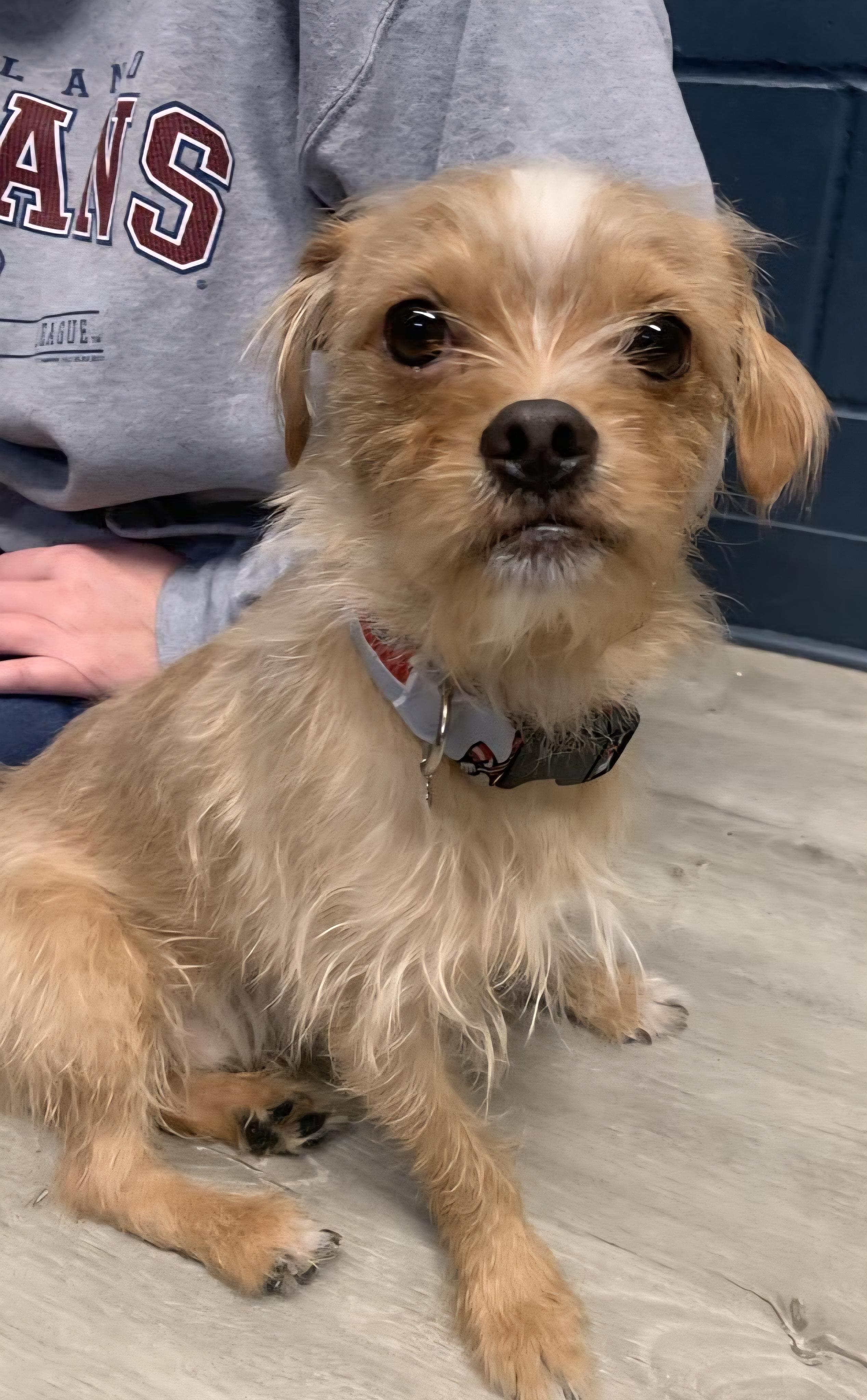 Tommie Jones , adopted, Young Male Terrier.