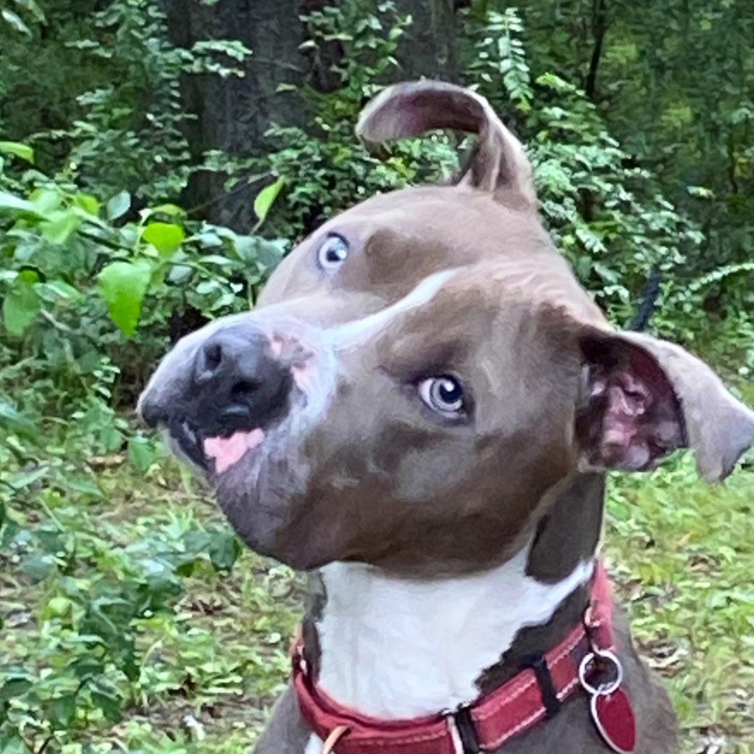 Asher, Adoptable, Young Male Pit Bull Terrier.