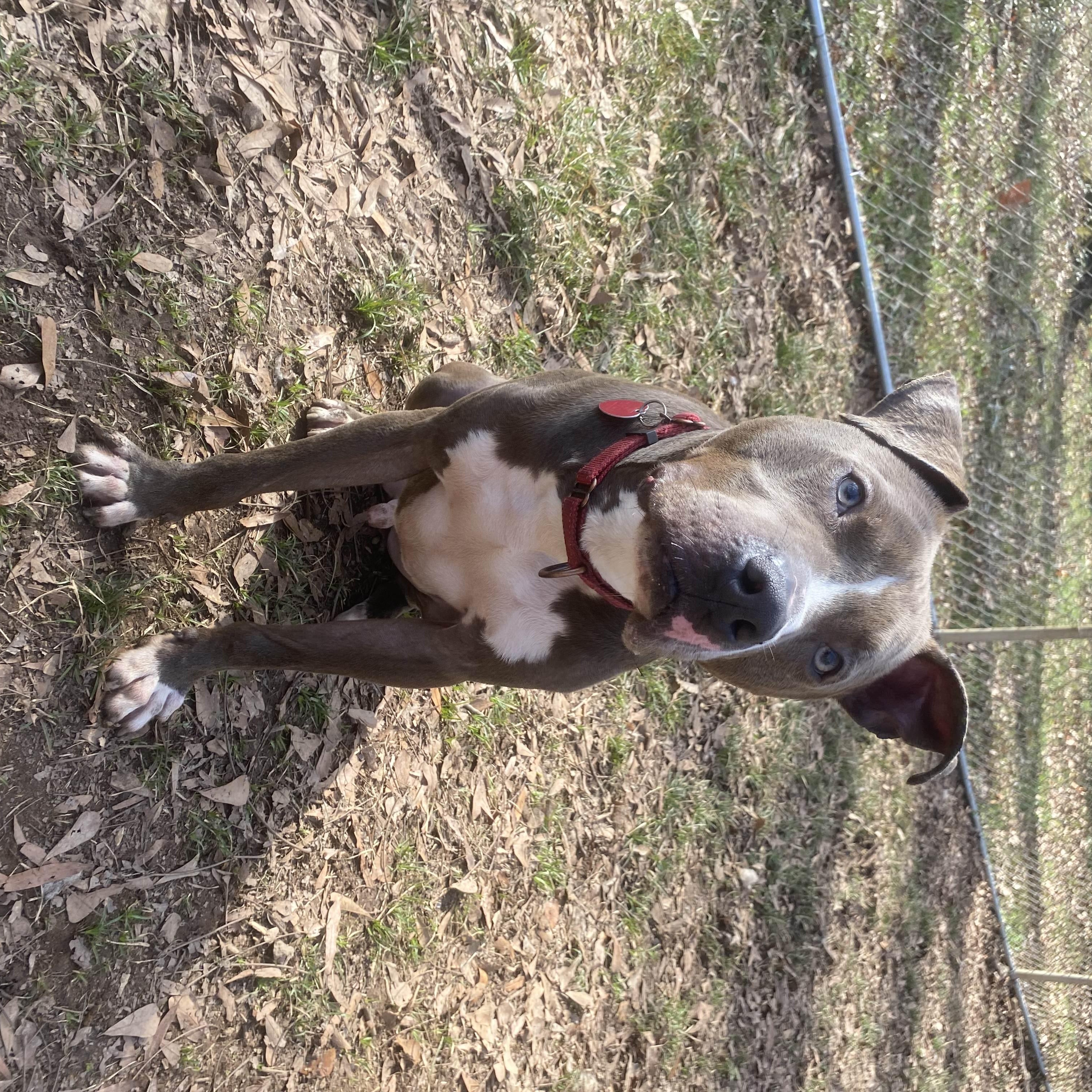 Asher, a Adoptable mixed breed in Milledgeville, GA image 2/6