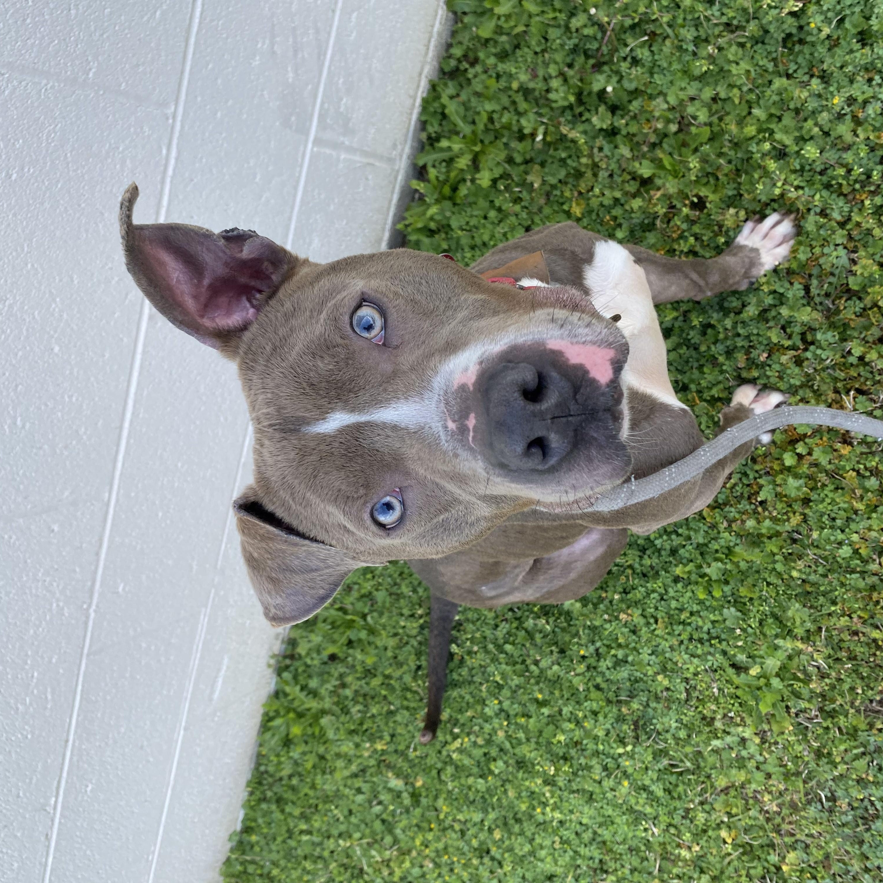 Asher, a Adoptable mixed breed in Milledgeville, GA image 3/6