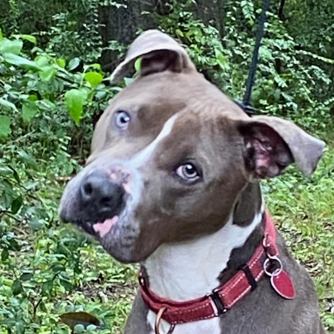 Asher, a Adoptable mixed breed in Milledgeville, GA image 5/6