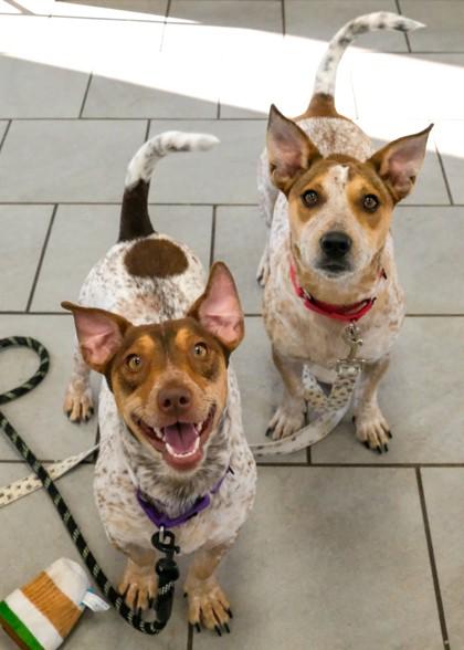 Enlarge Bruno, a Adoptable mixed breed in Madison, NJ image 1/3