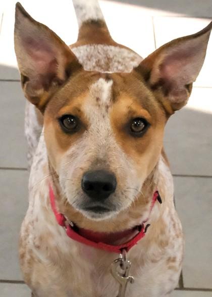 Enlarge Bruno, a Adoptable mixed breed in Madison, NJ image 3/3