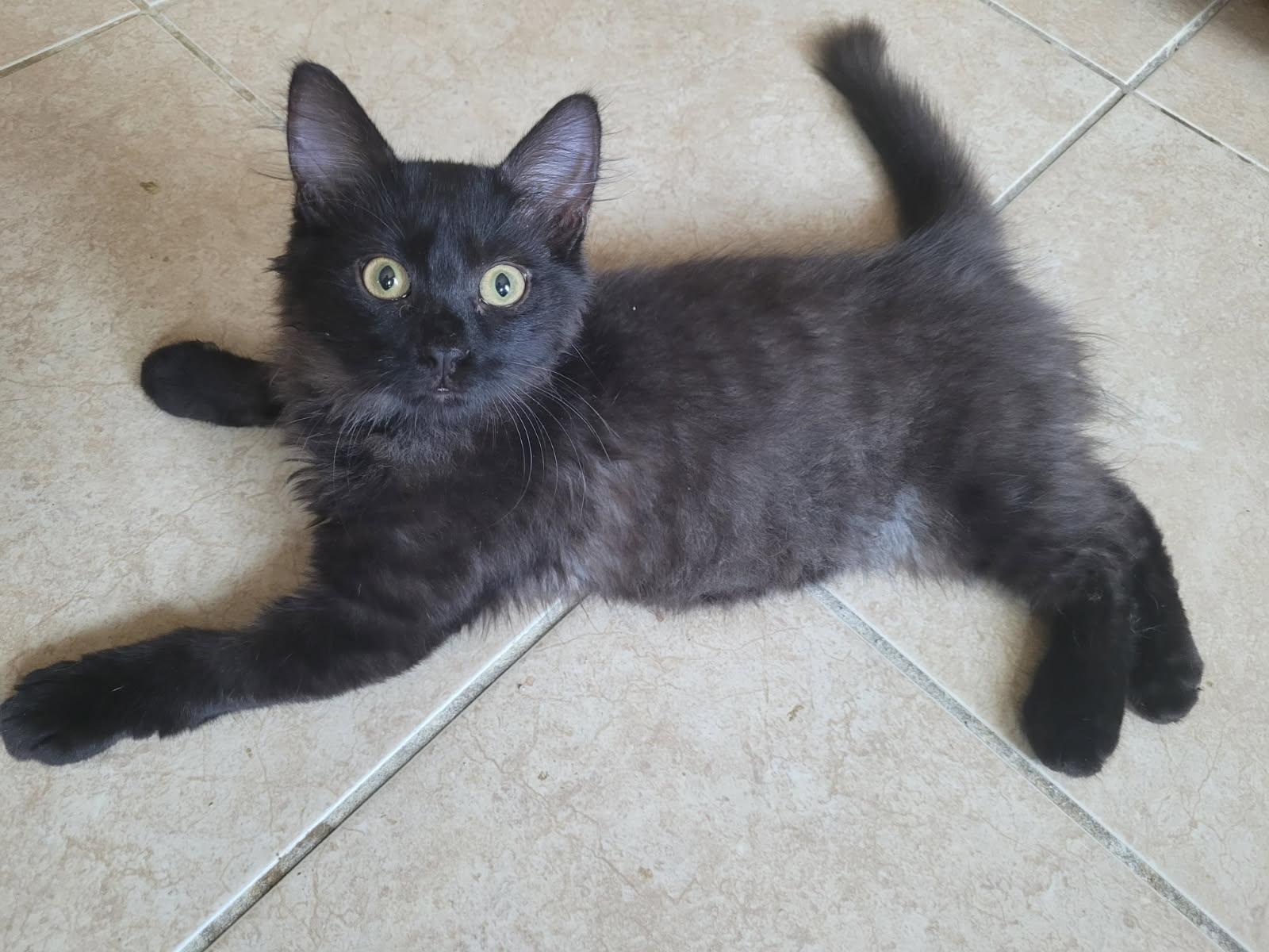 Enlarge Leo, a Adopted Domestic Medium Hair in Plano, TX image 1/3