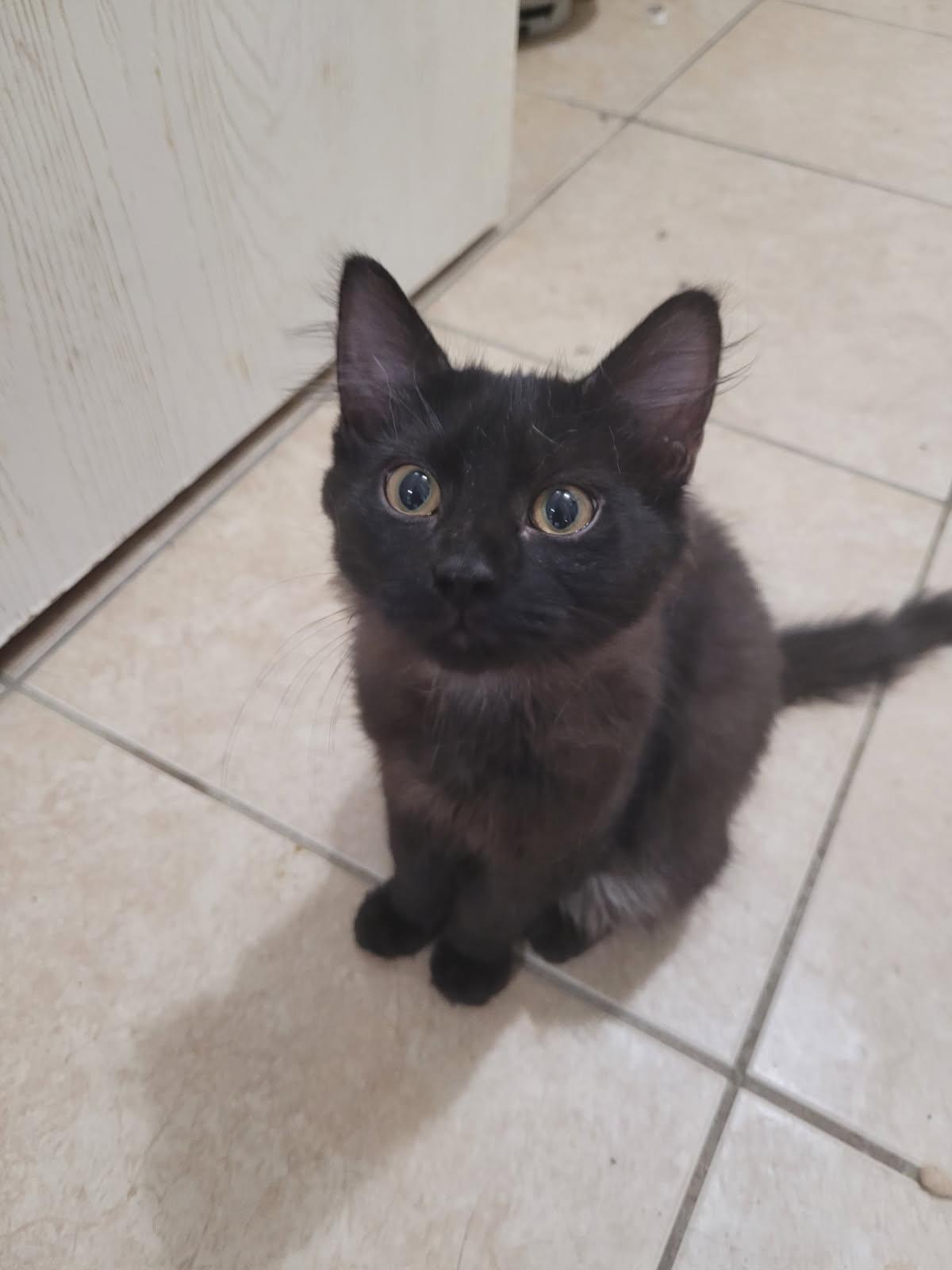 Enlarge Leo, a Adopted Domestic Medium Hair in Plano, TX image 3/3