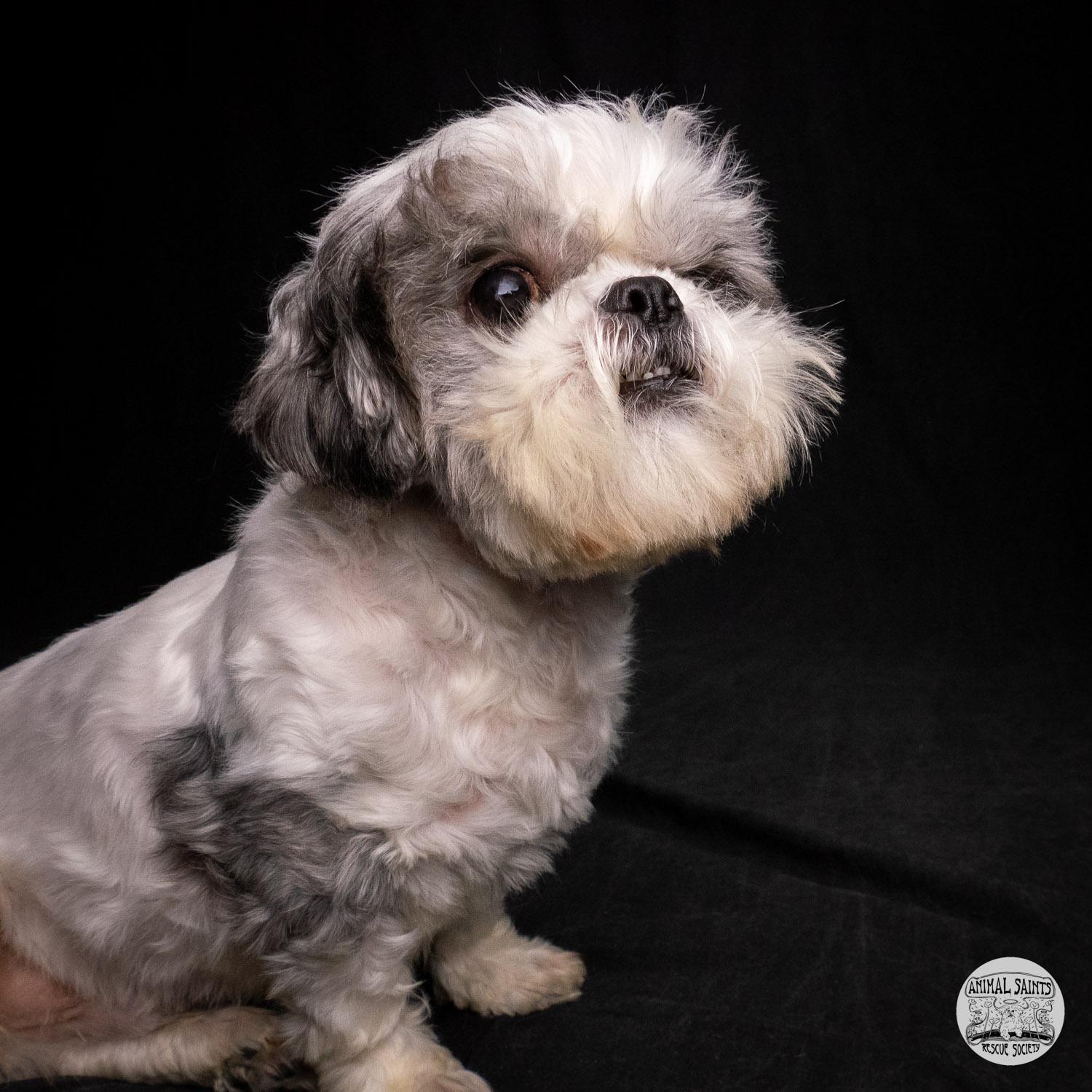 Enlarge Stanley, a ADOPTABLE mixed breed in Fort Montgomery, NY image 1/6