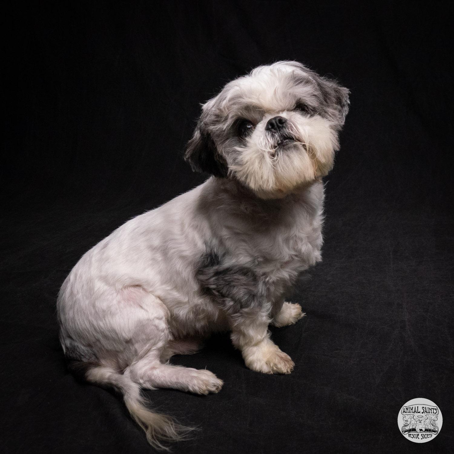 Stanley, ADOPTABLE, Adult Male Shih Tzu.