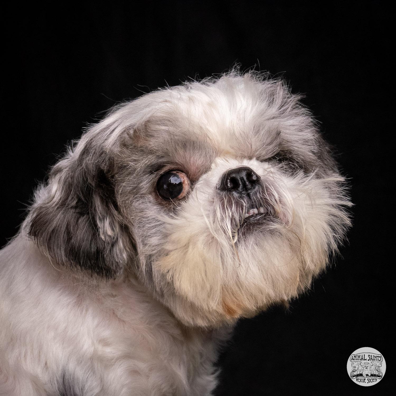 Enlarge Stanley, a ADOPTABLE mixed breed in Fort Montgomery, NY image 3/6