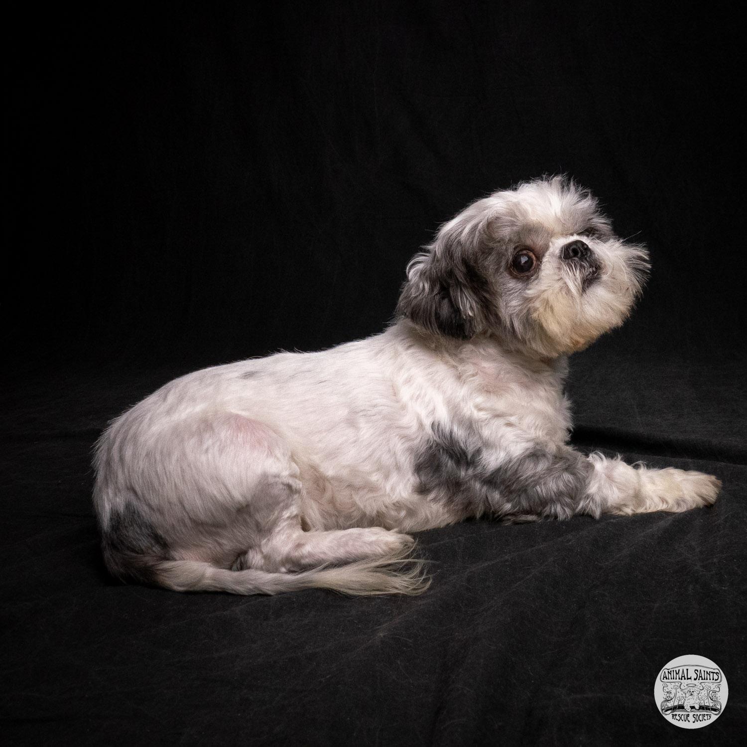 Enlarge Stanley, a ADOPTABLE mixed breed in Fort Montgomery, NY image 5/6