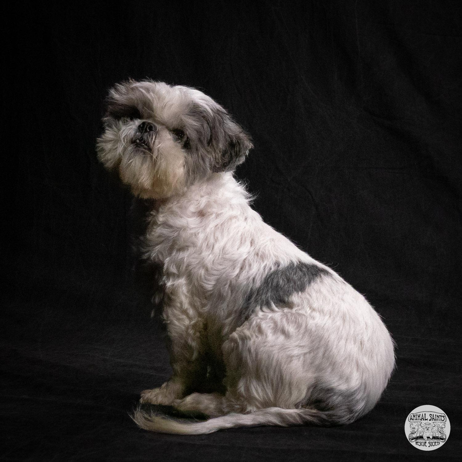 Enlarge Stanley, a ADOPTABLE mixed breed in Fort Montgomery, NY image 4/6