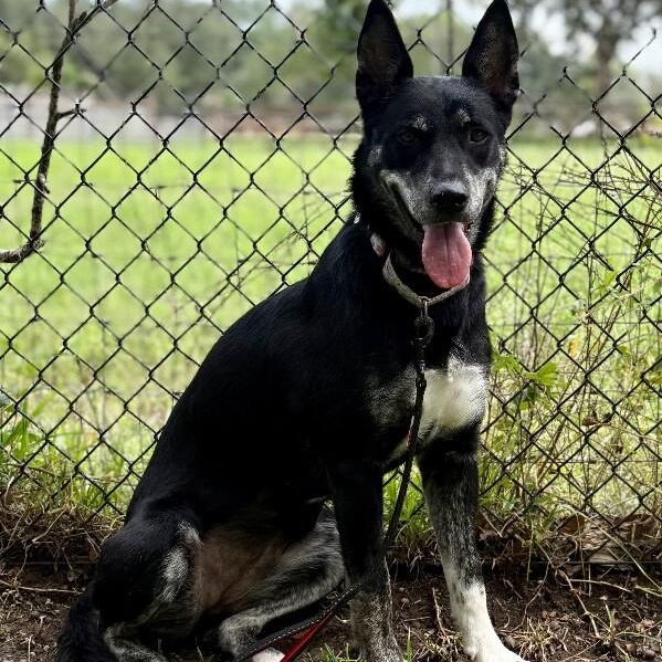 Trixie Loves Little Dogs