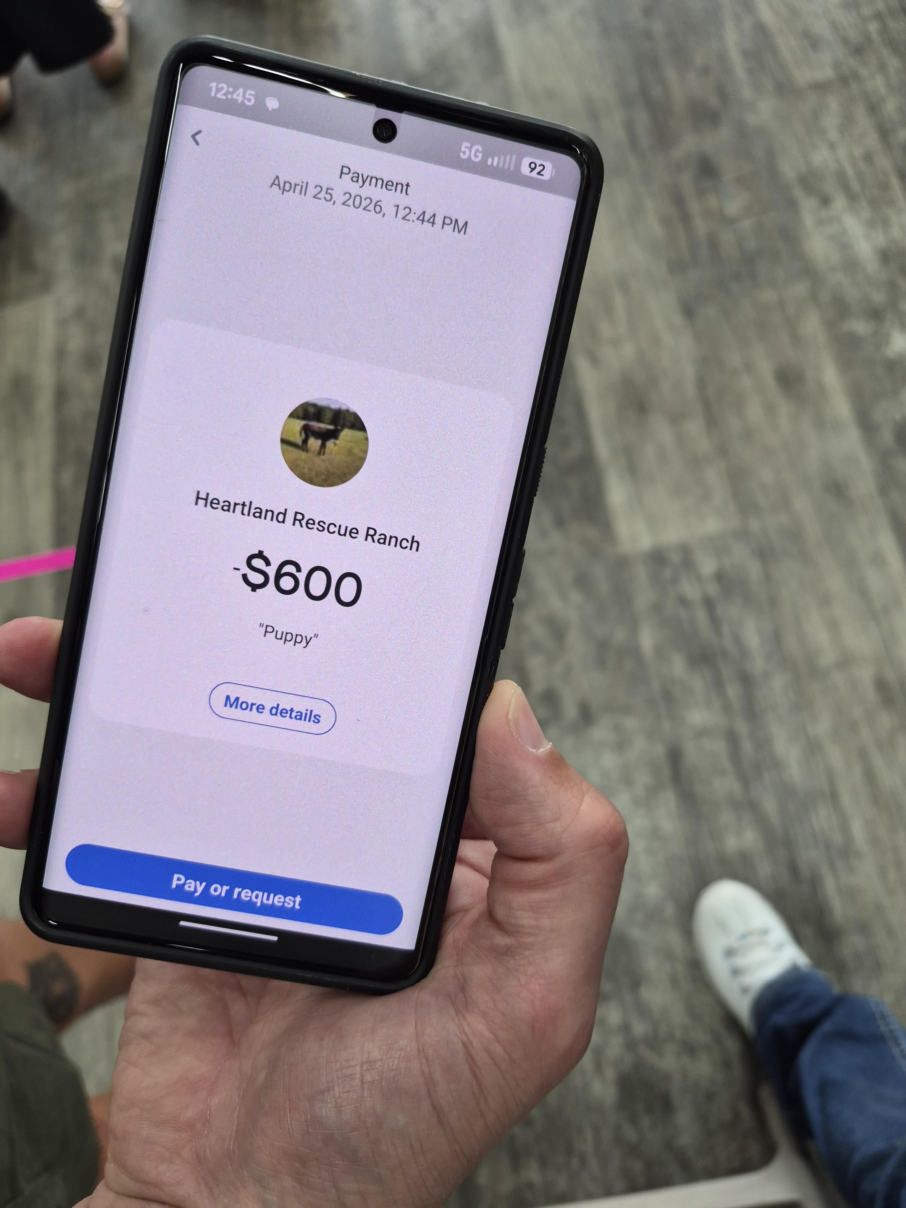 Enlarge Amaris, a Adopted Labrador Retriever in Panama City, FL image 1/3