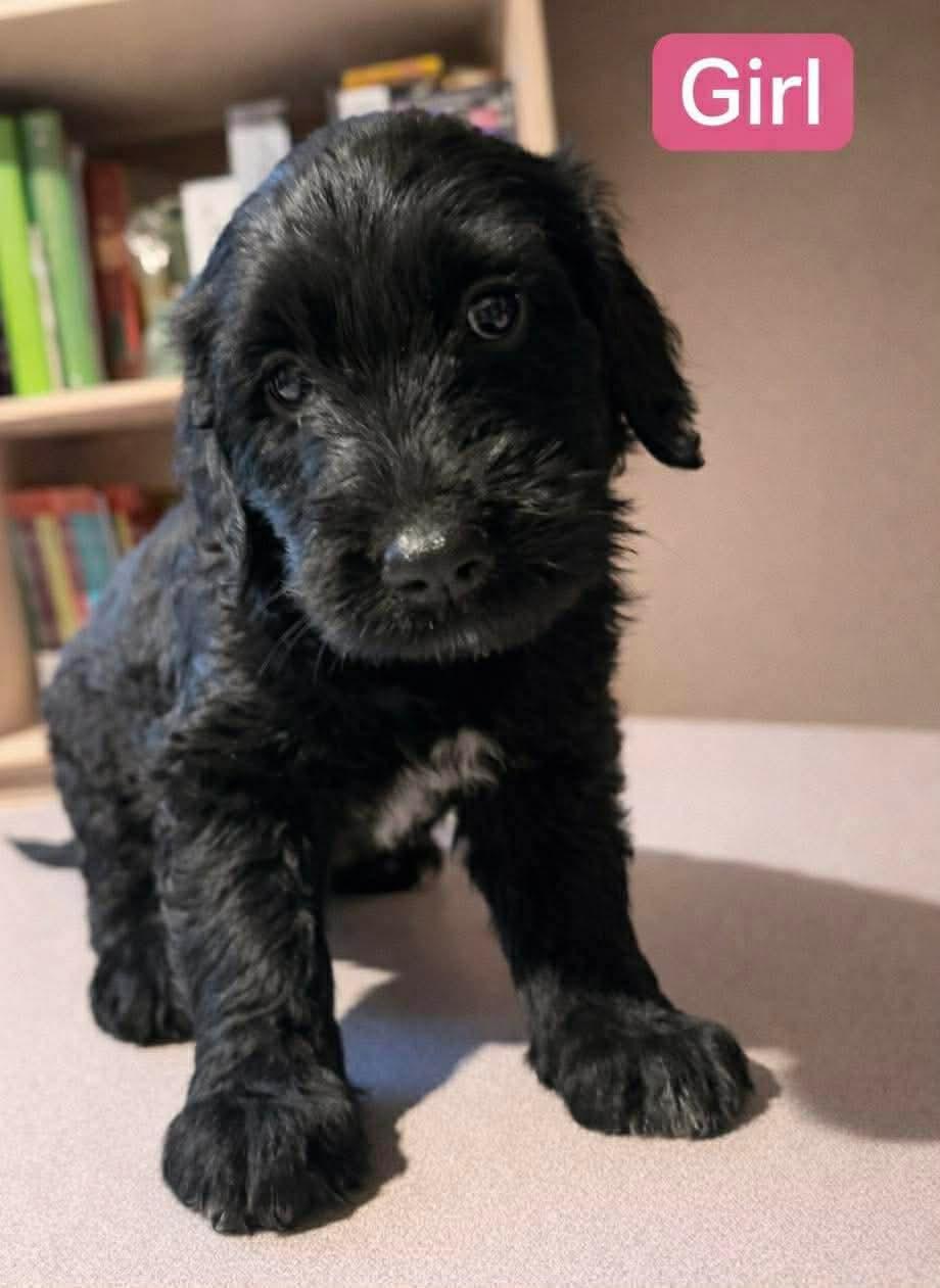 Enlarge Amaris, a Adopted Labrador Retriever in Panama City, FL image 3/3