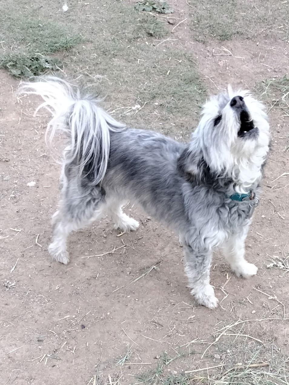 Enlarge Tess, a Adopted mixed breed in Phoenix, AZ image 1/3