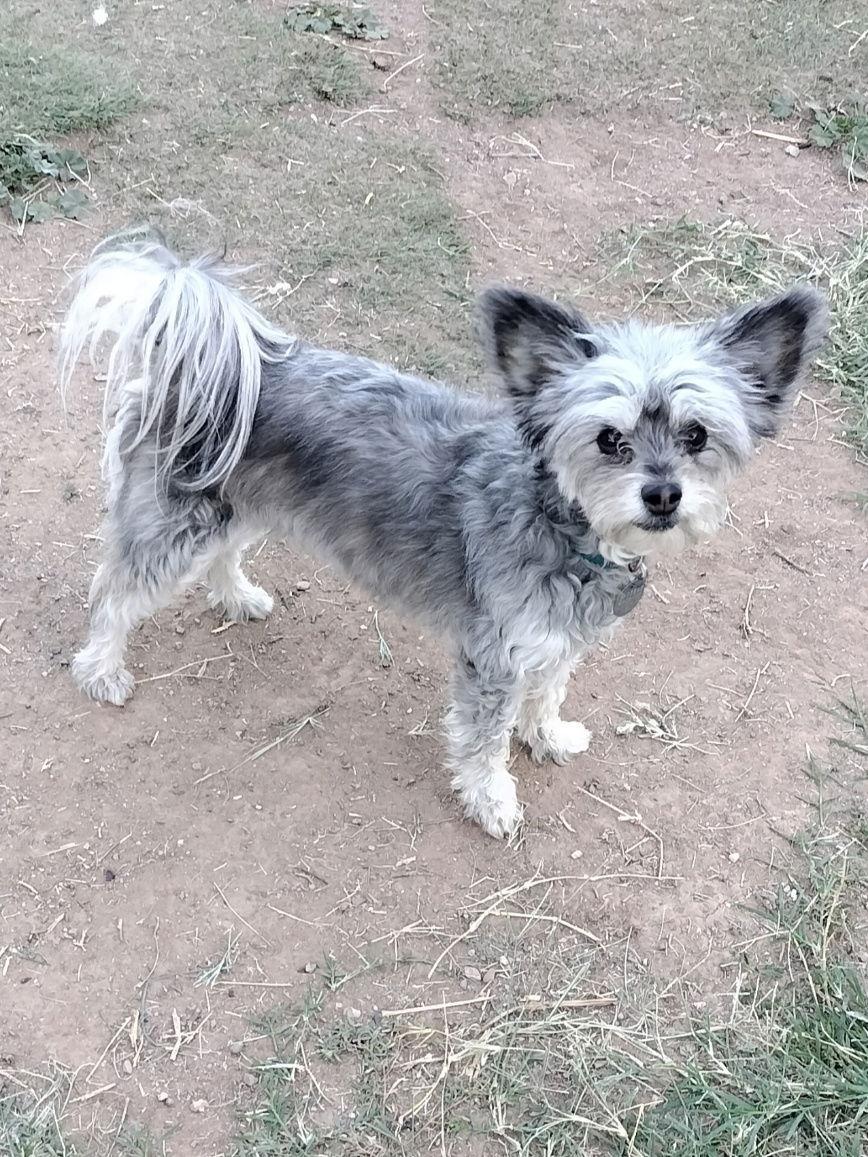 Enlarge Tess, a Adopted mixed breed in Phoenix, AZ image 2/3