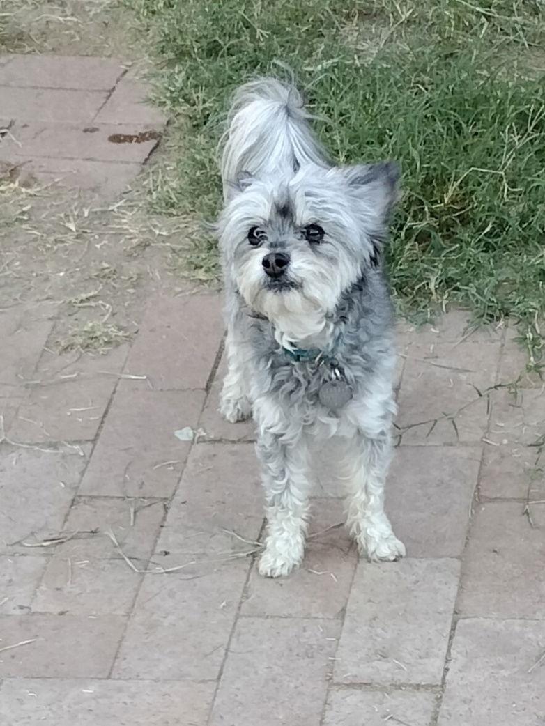 Enlarge Tess, a Adopted mixed breed in Phoenix, AZ image 3/3